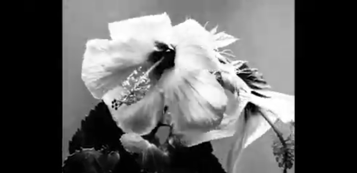 Avant Garden ganador Video Arte (1)