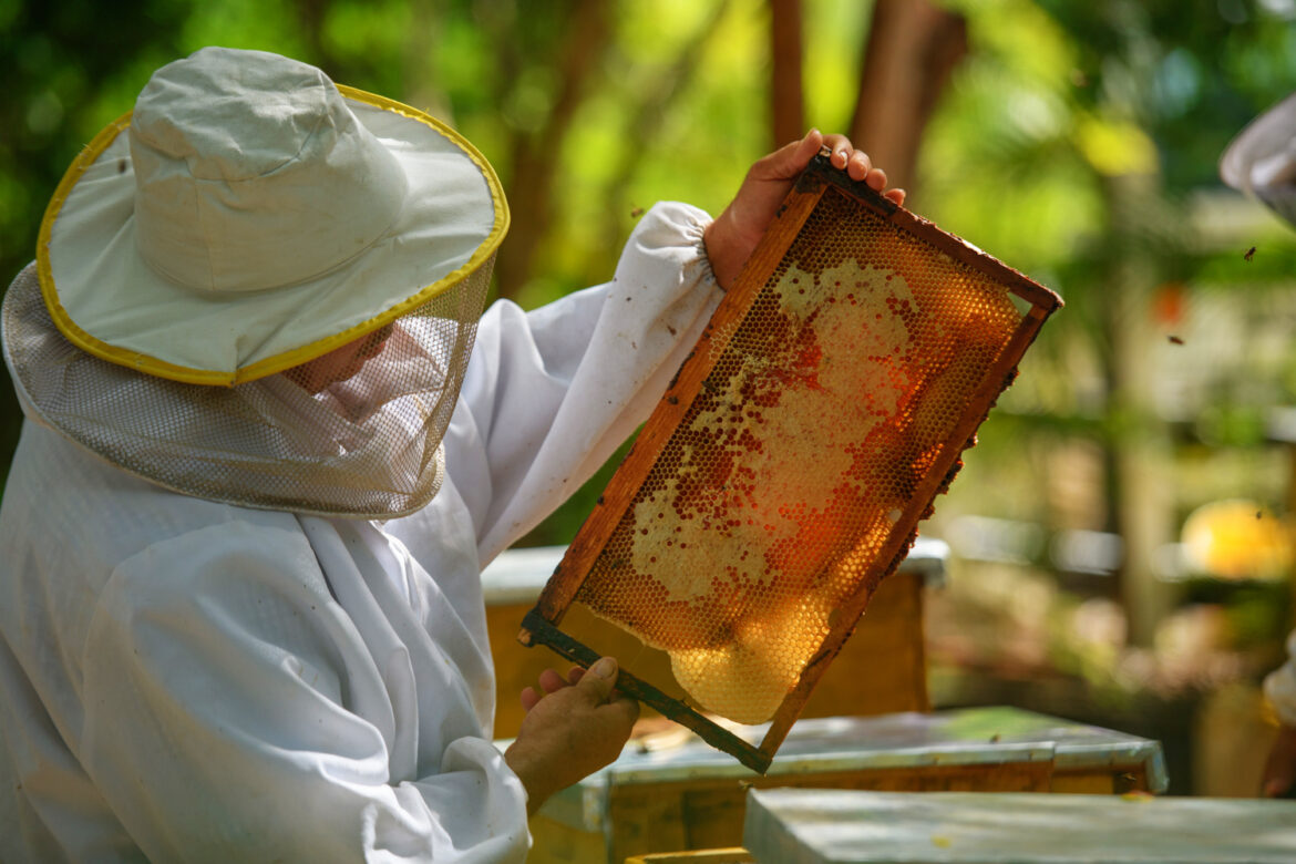 Apiario Fundacion Grupo Puntacana