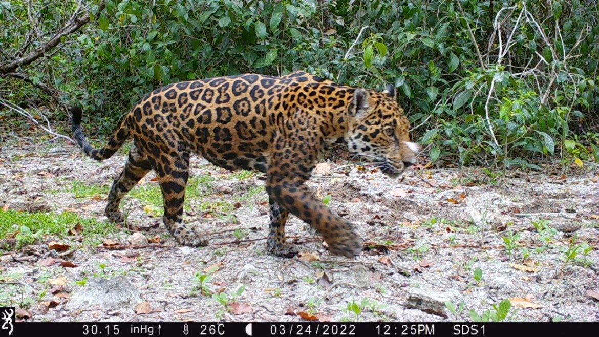 Jaguar (Panthera onca