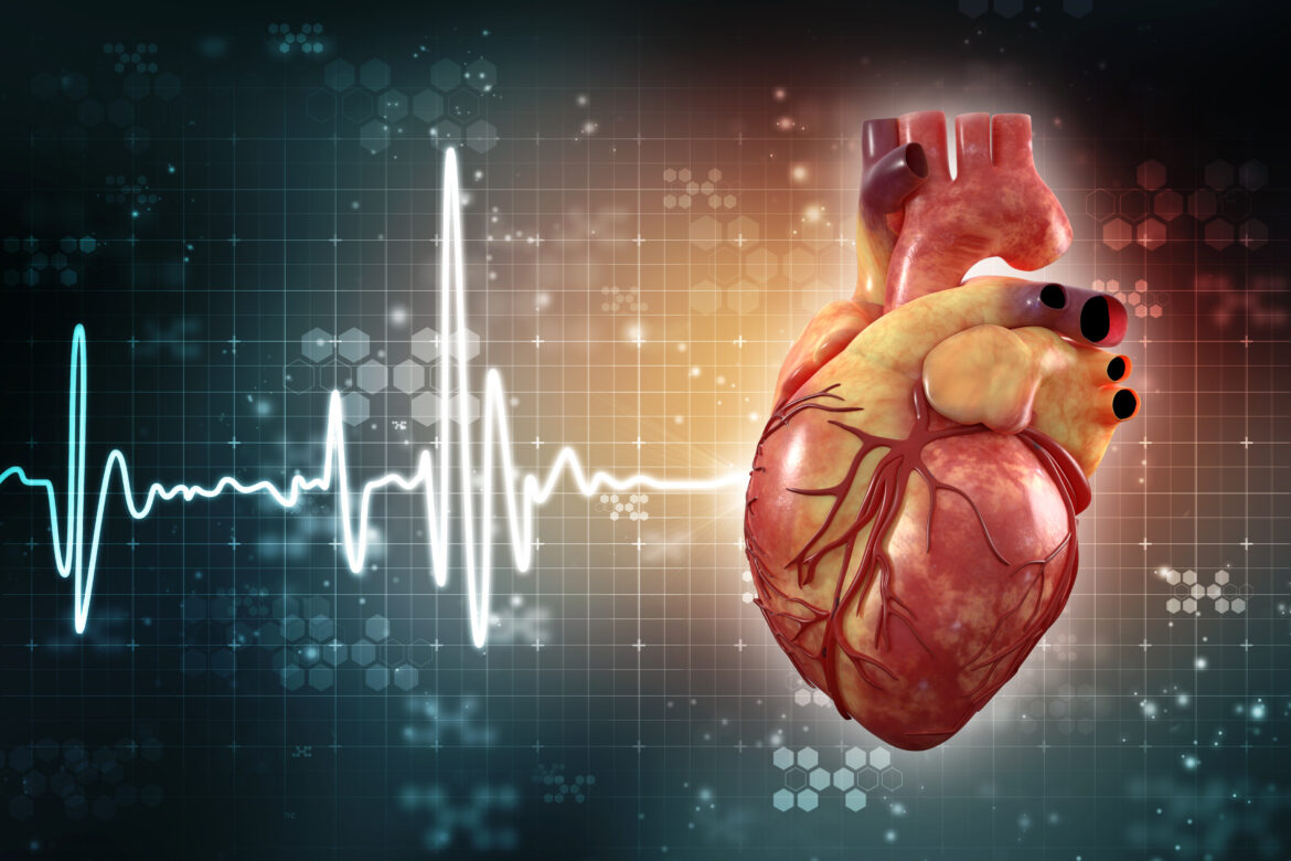 3d illustration  Anatomy of Human Heart