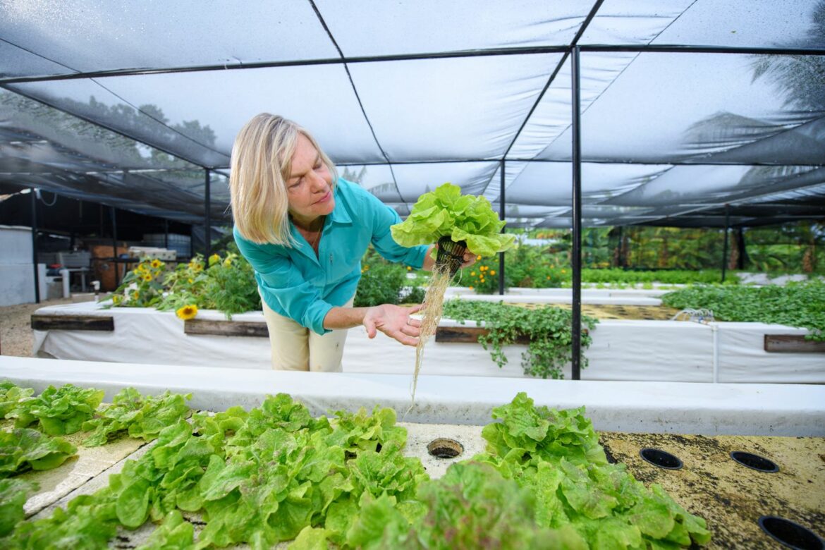 Programa Agricultura Sostenible – Fundación Grupo Puntacana