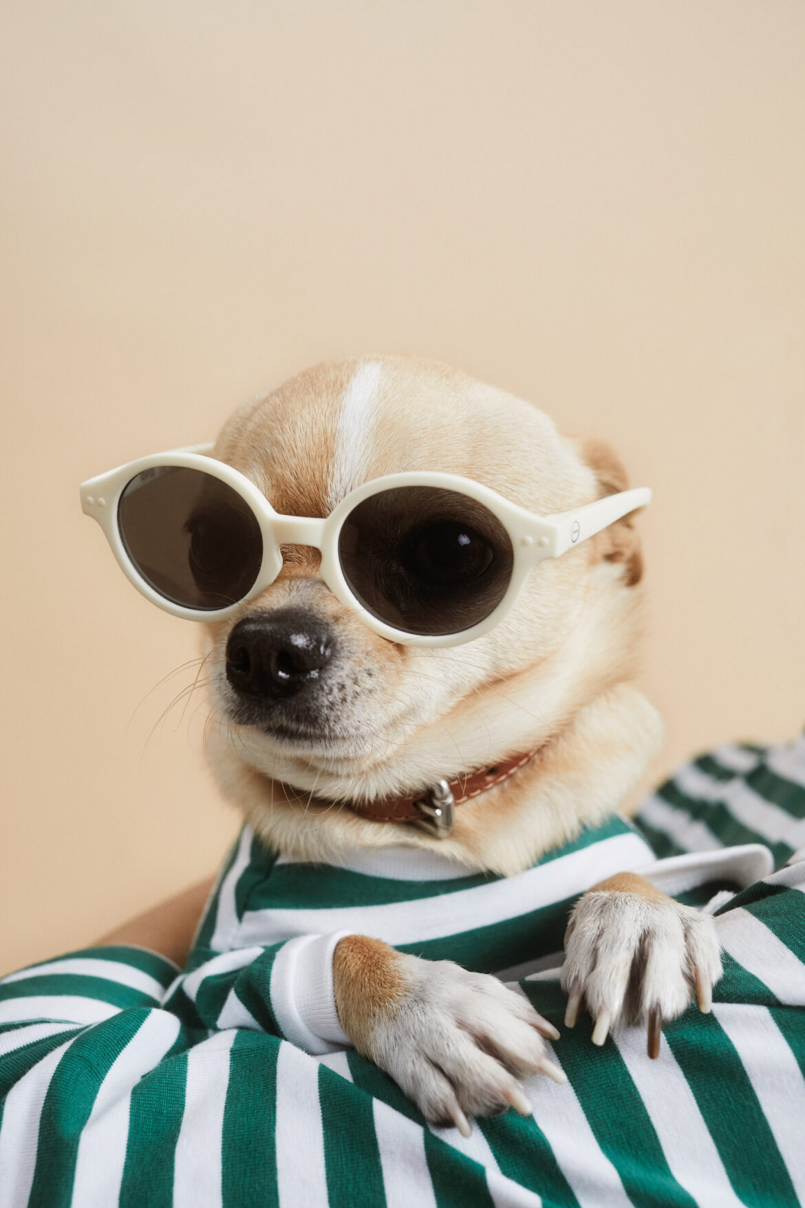 MELIA PETS DIA 02_BACKGROUND PERROS_3645