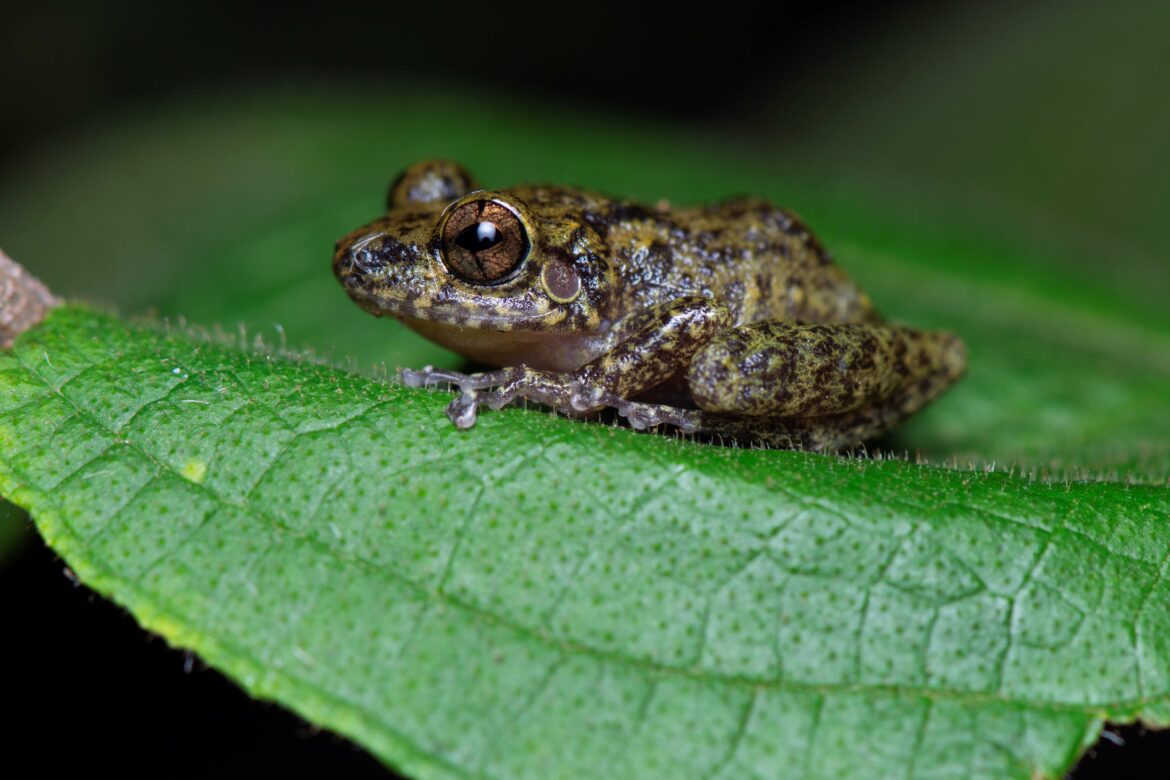 14- Eleutherodactylus flavescens (1)