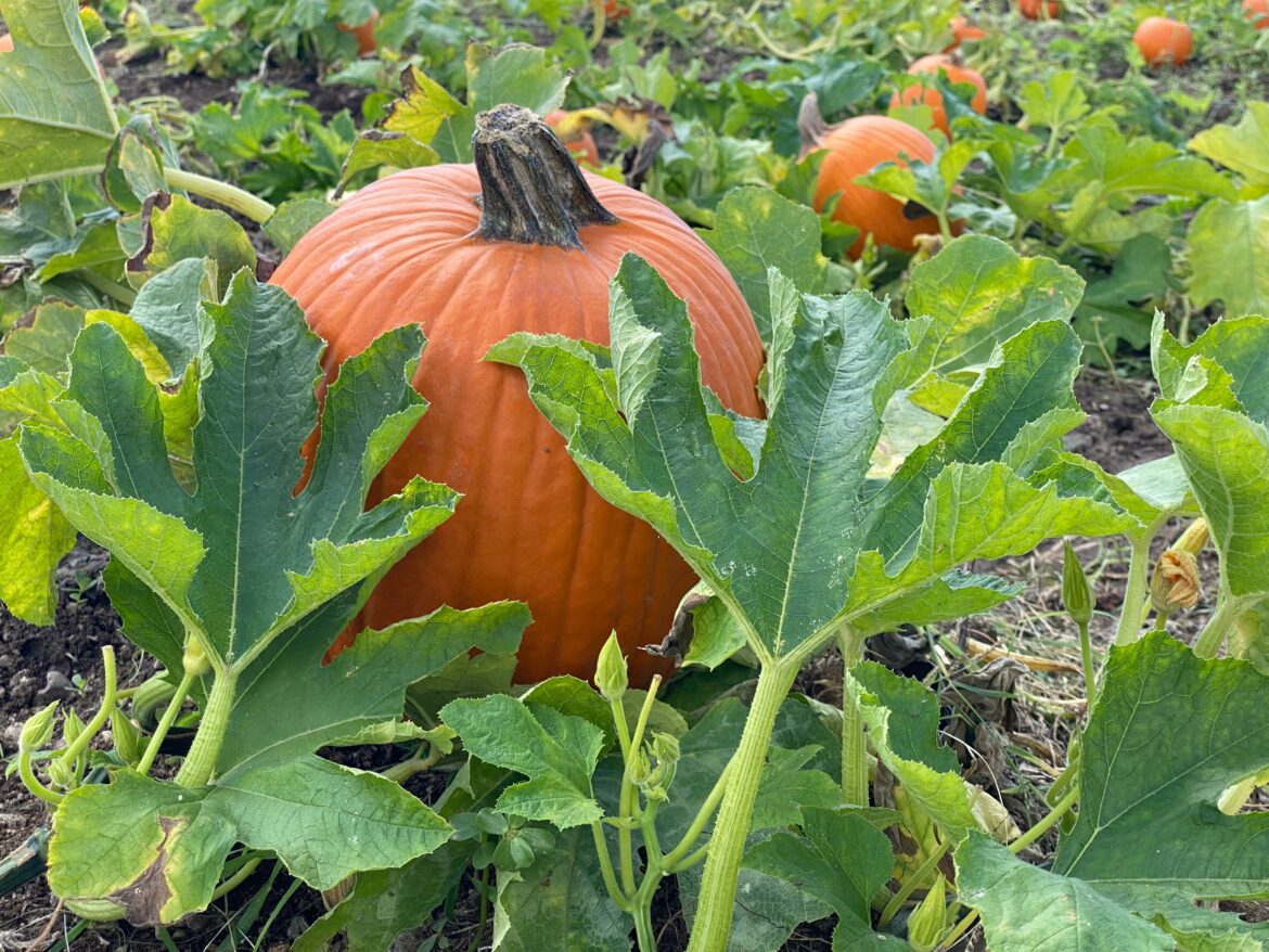 nuevas fechas tierra tropical 2