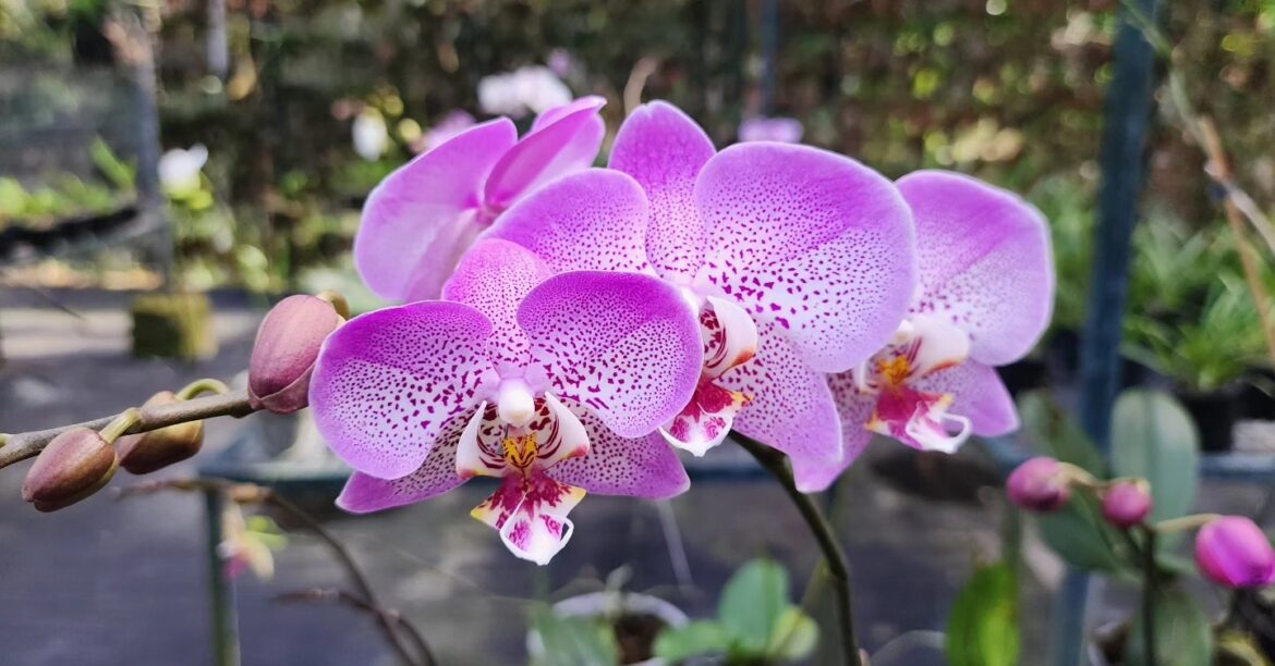 Exposición de Orquídeas 2025 “Orquídeas en el Bosque” en el Jardín Botánico Nacional